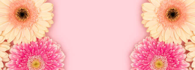 Wall Mural - frame made of gerbera flowers on a pink background. banner with copy space.
