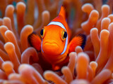 Close-up of clownfish in coral of reef