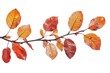 © Ms Vector - Autumn fall leaves on a branch beautifully isolated on a white or neutral background for a clean and elegant look