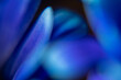 © Tom Wagner - Macro Flower Blossom Background blue purple