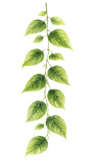 Poster - Green leafy branch painted in soft watercolor technique, resting on pristine white surface, capturing delicate botanical essence