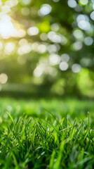 Poster - Green grass growing in the warm sunlight with bokeh effect, perfect for nature and environmental themes