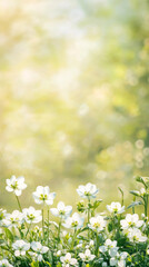 Poster - White spring blossoms basking in warm sunlight, soft bokeh highlighting delicate petals against blurred natural background