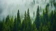 © harryaishi - Misty evergreen forest, aerial view. (1)