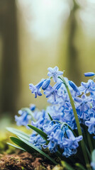 Poster - Close-up of bluebells growing in a forest during springtime, creating a vibrant and colorful scene