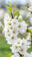 Aufkleber - Delicate white cherry blossoms adorning leafy branch against soft spring background