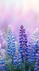 Aufkleber - Purple and blue lupines blooming vibrantly across meadow, soft pastel landscape softening colorful wildflower scene with delicate elegance
