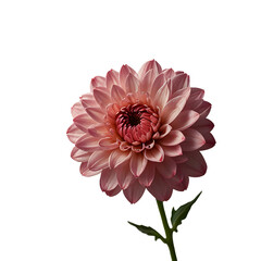 Wall Mural - Beautiful pink flower isolated png background