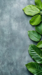 Poster - Verdant green foliage framing textured gray surface, highlighting botanical elegance for natural graphic compositions
