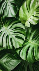Poster - Verdant monstera foliage layering, creating dense botanical pattern with exotic jungle aesthetic