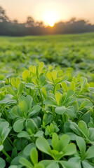 Aufkleber - Green vegetation flourishing under golden sunset, illuminating rural landscape with vibrant agricultural radiance