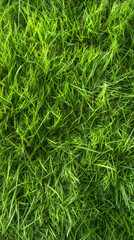Poster - Green grass densely covering ground, creating lush textural landscape with verdant natural backdrop
