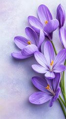 Poster - Beautiful purple crocus flowers blooming, creating a vibrant and colorful display of nature's beauty
