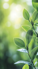 Poster - Close-up of fresh green leaves sparkling with morning dew, illuminated by gentle sunlight, creating a tranquil natural scene