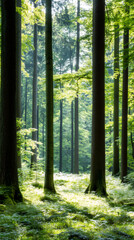 Poster - Sunlight filtering through dense forest canopy, revealing vibrant green foliage and majestic tree trunks in peaceful woodland landscape