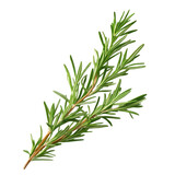 Rosemary branch isolated on transparent background