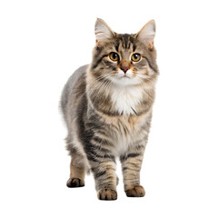 Naklejka na meble Fluffy cat standing confidently on transparency background, showcasing its beautiful fur and expressive eyes