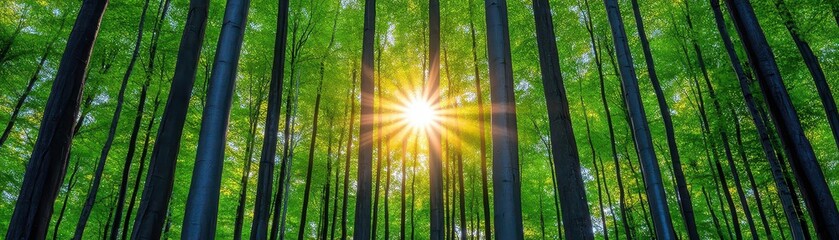 Poster - The sun shining through a canopy of trees creating a beautiful and serene atmosphere in a lush green landscape