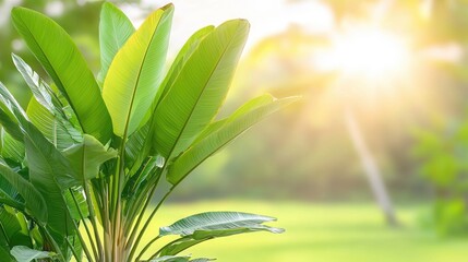 Wall Mural - Tropical plant growth in sunlight. Exotic foliage for garden design or outdoor background