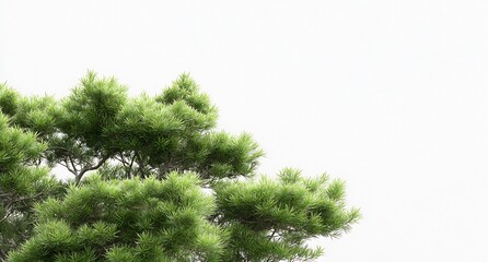 Poster - Lush Green Pine Tree Branches With Clear Sky Background for Nature Lovers : Generative AI