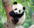 © Sung Hwan Kim - a cute panda is sleeping on the tree,