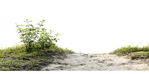 Poster - Sandy Pathway Surrounded by Green Foliage in Nature with Minimalist Background : Generative AI
