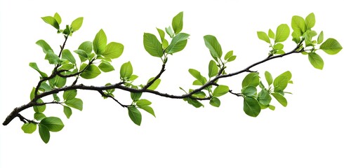 Poster - Vibrant Green Leafy Branch with Fresh Leaves on a Bright White Background : Generative AI