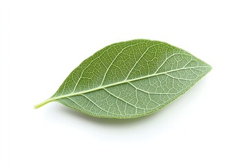 Poster - Closeup of a single green leaf highlighting intricate vein patterns and freshness : Generative AI