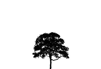 single, majestic tree silhouetted against a pure white backdrop, high resolution, isolated