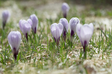 Fototapete - White crocuses on sparkling snow background, beautiful spring flowers. Easter and Mother's Day card template.