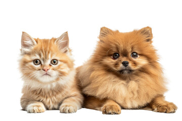 Fototapete - Cute fluffy kitten and pomeranian puppy together, sitting side by side isolated on transparent background