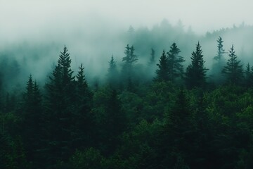 Aufkleber - Quiet Mystical Forest Landscape Enshrouded in Fog with Dense Green Vegetation : Generative AI