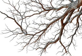 isolated tree branches against a pure white backdrop, showcasing intricate textures and natural form