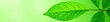 © Big - Single vibrant green leaf, crisp detail, isolated , template, ecology, botany