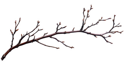 brown tree branch with buds on white background