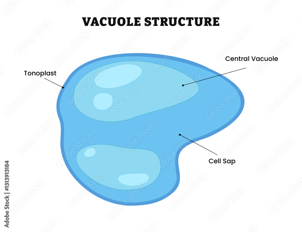 Vacuole Structure Anatomy Diagram Poster Medical Illustration Vector Vacuole Structure Anatomy Diagram Poster Medical Illustration Vector