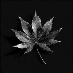 Wall Mural - leaf on black