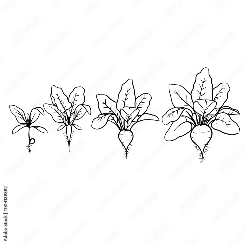 Hand drawn vector sketch illustration Line art, Growth stage of ...