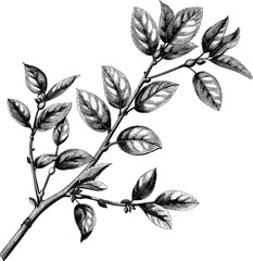 Old botanical tree branch, vector nature sketch, vintage flora drawing, isolated on transparent background, antique plant engraving, hand-drawn twig, classic foliage etching