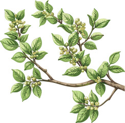 decorative tree branch vector, old botanical illustration, isolated on transparent background, vinta