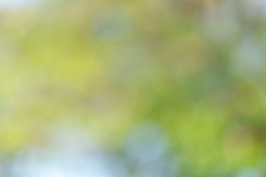 Green leaves blurred background,Sunny abstract green nature background, selective focus