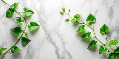Wall Mural - minimalist flat lay: ipomoea vines on marble with copy space - modern design