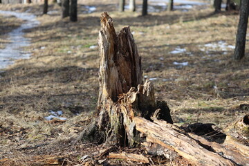 Poster - A tree trunk lying on the forest floor, providing a natural resting place.