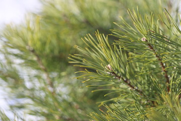 Poster - A detailed view of a pine tree branch with needles and cones.