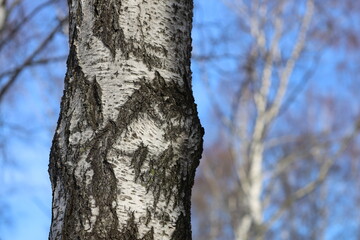 Poster - A detailed view of a tree trunk with a blue sky visible behind.