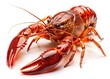 © sanom - Vintage Crayfish, Live Seafood, White Background, Retro Photography