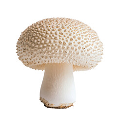Poster - Fresh white mushroom with textured cap and smooth stem, perfect for culinary use. This edible fungus adds flavor and nutrition to various dishes