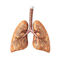 Poster - Anatomical illustration of human lungs showing detailed structure and bronchi. This educational image highlights respiratory system complexity and function