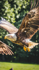 Poster - Powerful bald eagle gliding gracefully, wings spread wide, symbolizing freedom above verdant forest landscape