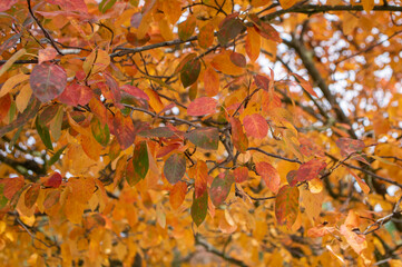 amelanchier lamarckii shadbush colorful autumnal shrub branches full of beautiful red orange yellow 